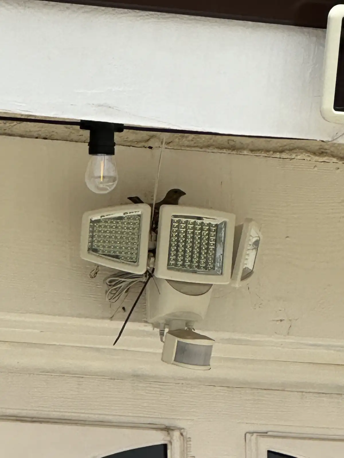 A small brown bird is perched on a white outdoor security light fixture with two LED panels and a motion sensor, positioned…