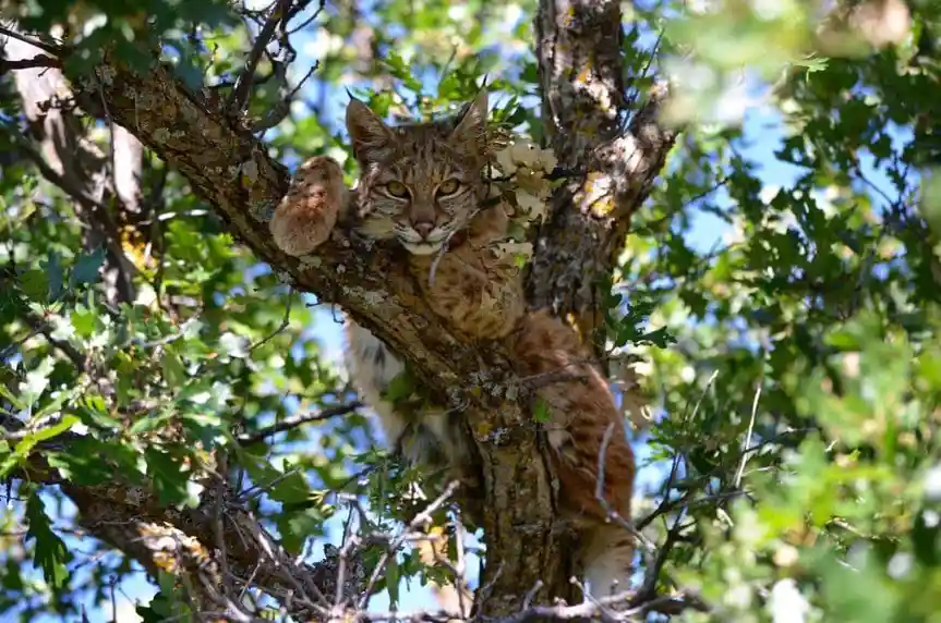 A Bobcat Spotted in My Neighbor's Tree!
