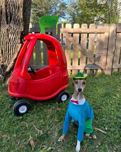 A slender dog wearing a blue sweater, green pants, a red bowtie, and a green hat with a yellow band sits on grass next to a…
