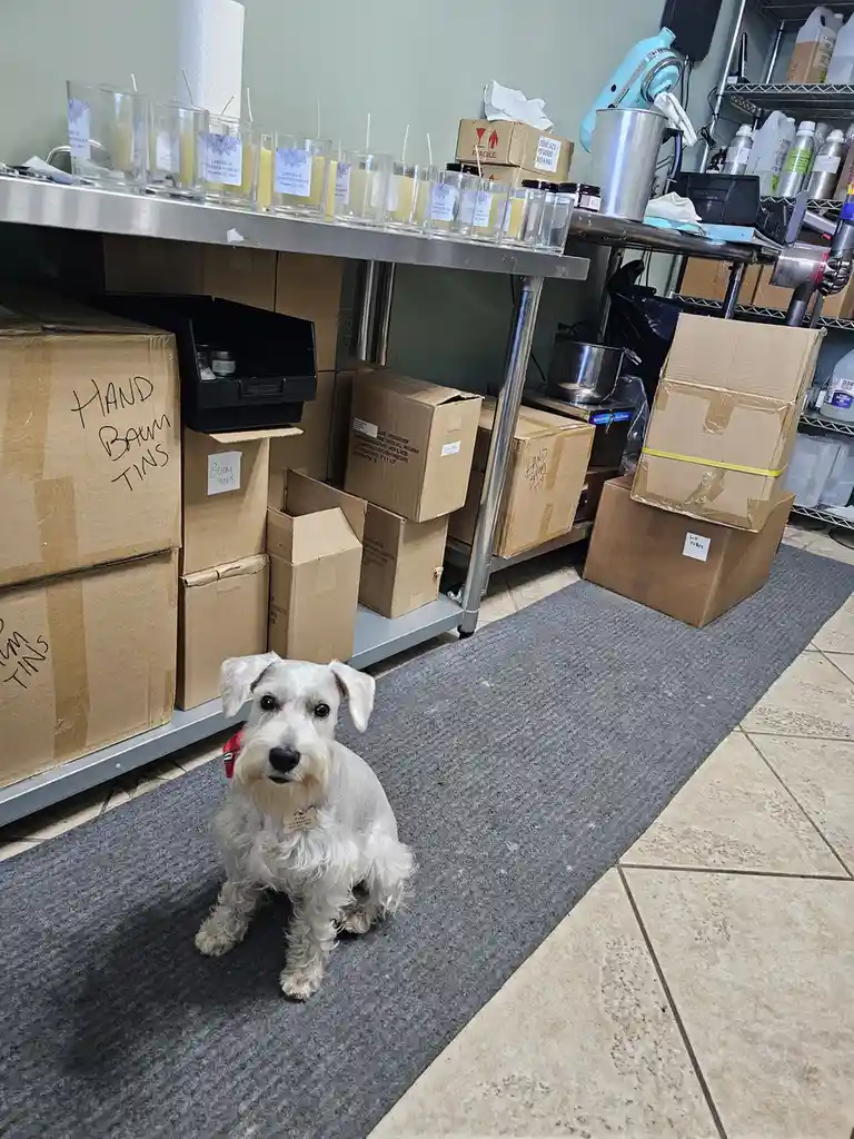 A small white dog with floppy ears sits on a gray rug in a cluttered workshop filled with cardboard boxes labeled 'HAND BAUM…