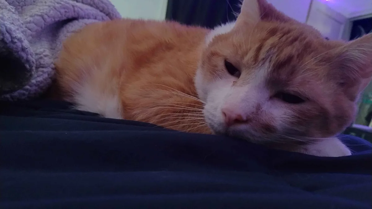 An orange and white cat lies on a dark blue blanket with a tired, half-lidded expression, next to a purple fleece blanket…