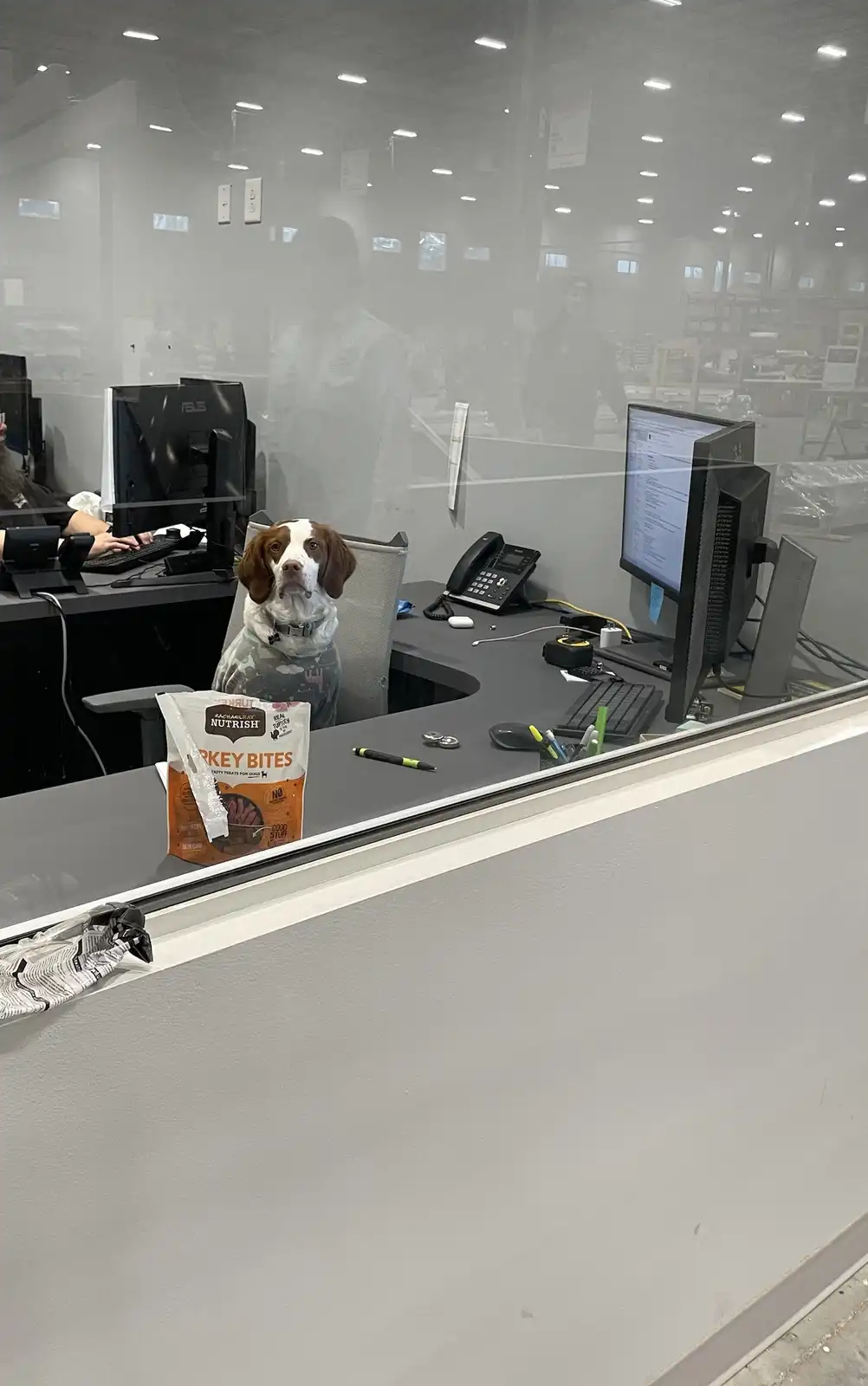 Just Returned from a Meeting and Lily is Holding Everything Together!
