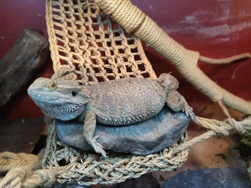 Enjoy this adorable lizard loaf!