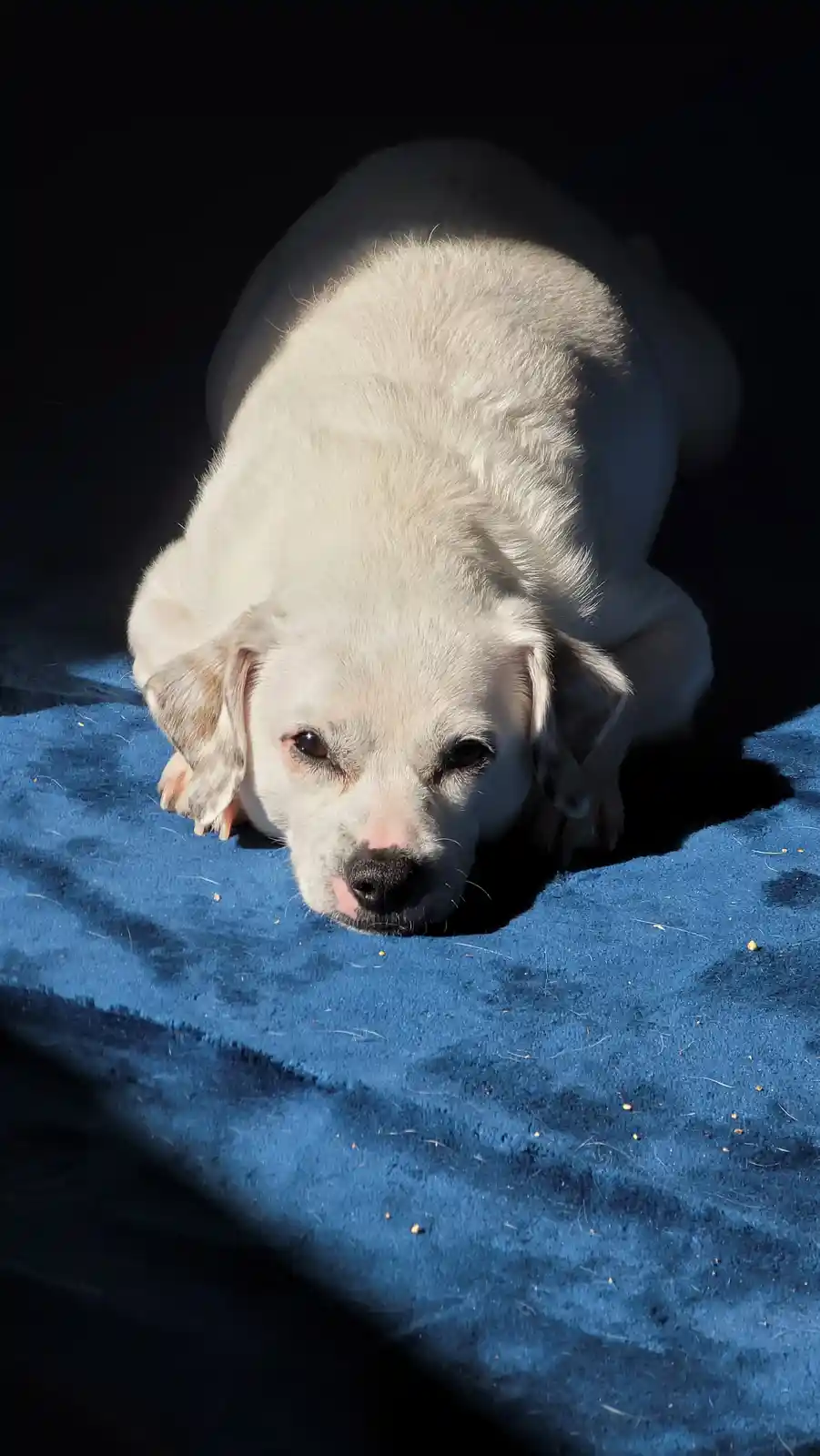 A white dog with floppy ears lies on a blue blanket in a spotlight, looking tired and unenthusiastic. The overlaid text…