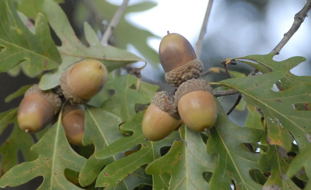 A close-up photograph of several acorns attached to branches and surrounded by green oak leaves. The acorns are brownish-tan…