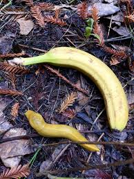 A yellow banana slug crawls on dark forest floor littered with brown pine needles and leaves, with a yellow banana lying…