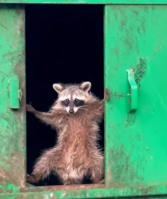 A raccoon stands upright inside a green metal dumpster, its paws pressed against the open door, looking directly at the…