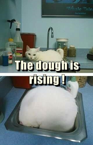 A split image shows a white cat lounging on a kitchen counter in the top half, and the same cat curled up inside a metal…