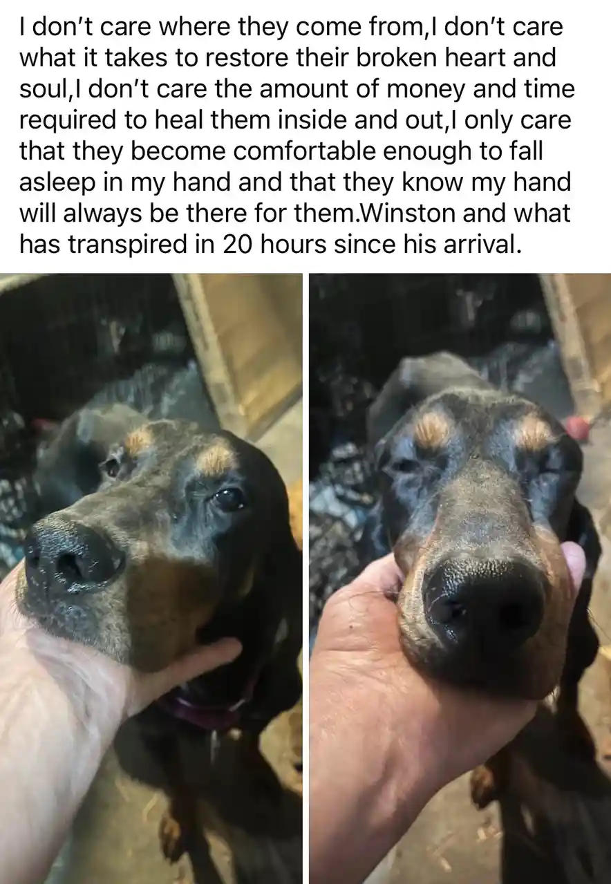The image shows two side-by-side photos of a black and tan dog, Winston, being held gently in a person's hand. In the left…