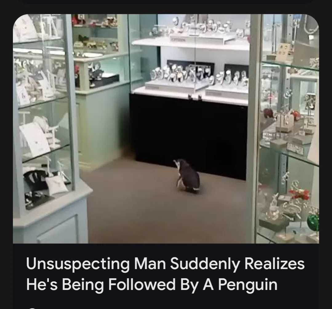 A small penguin is seen walking across the floor of a jewelry store, surrounded by glass display cases filled with rings…