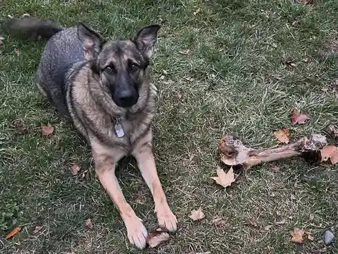 A German Shepherd dog with a black and tan coat lies on green grass scattered with brown autumn leaves, looking directly at…