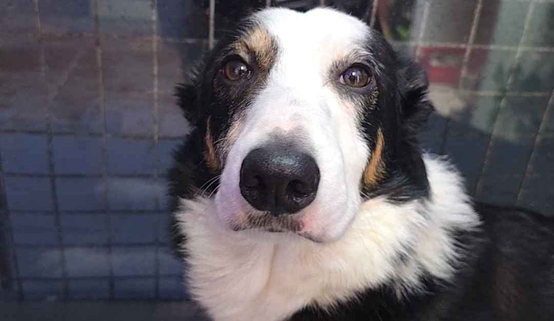 A close-up of a black, white, and tan dog with large, expressive brown eyes looking directly at the camera from behind a…