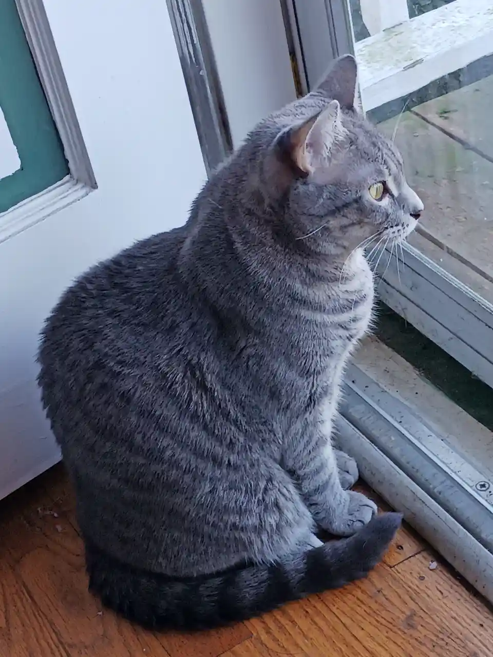 A gray tabby cat sits on a wooden floor beside a sliding glass door, looking out with a serious, unimpressed expression. The…