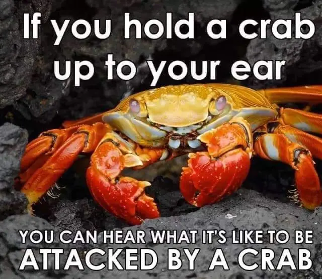 A close-up photo of a bright orange and yellow crab with large claws, positioned on dark volcanic rock. White bold text is…
