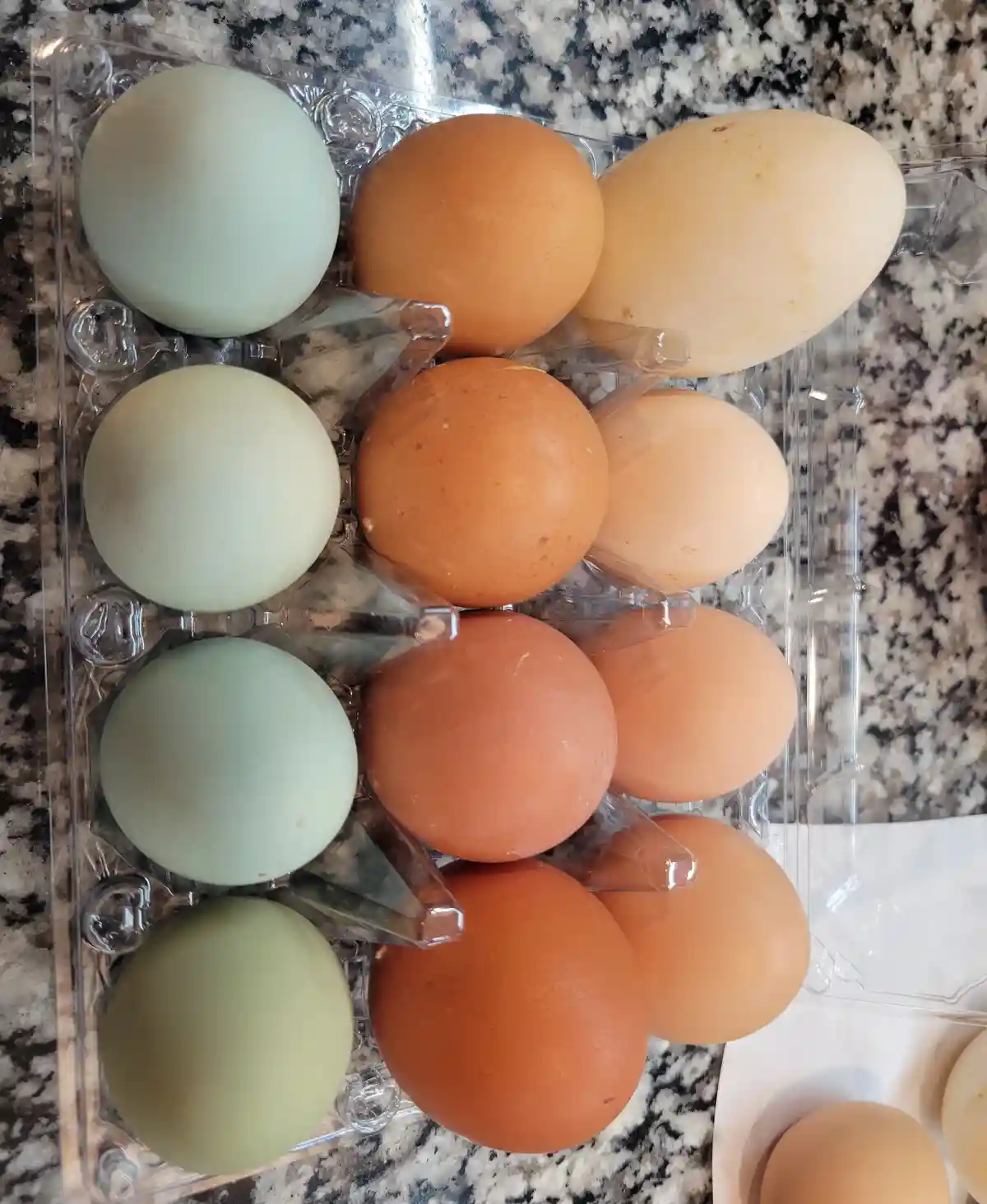 A clear plastic egg carton holds a dozen eggs of various colors including pale green, brown, and cream, arranged on a…