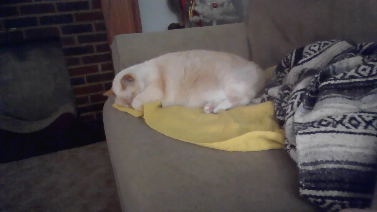 A fluffy white and light orange cat is curled up and sleeping soundly on a yellow towel placed on a gray couch. Beside the…