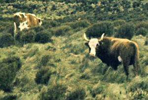 A low-resolution photo shows two bovines in a grassy field; one is a brown and white bull with horns facing the camera, the…