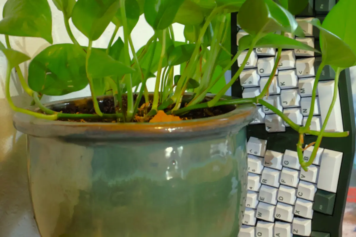 A close-up photo shows a green potted plant, likely a pothos, with vines growing out of its ceramic pot and wrapping around…