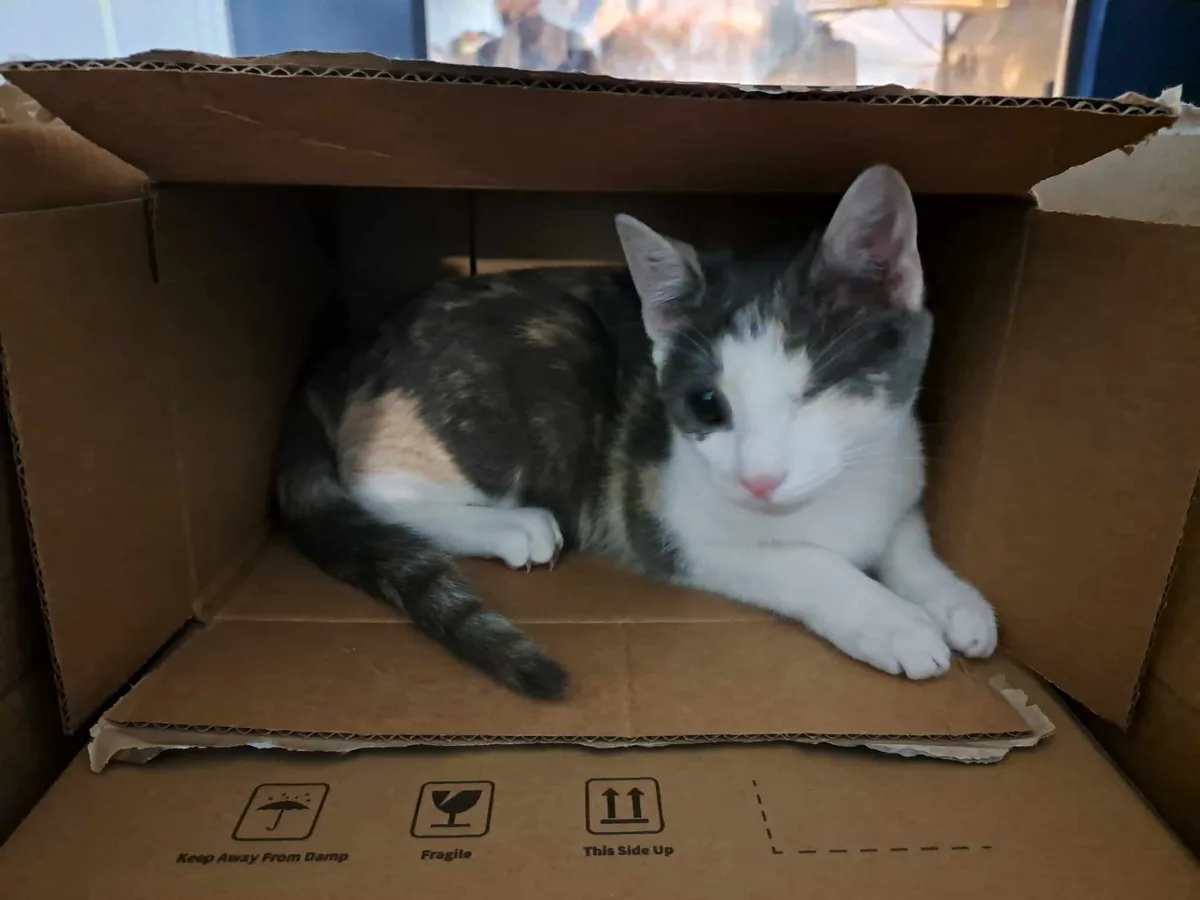 A calico cat with white, black, and orange fur is lying inside an open cardboard box, looking directly at the camera with a…