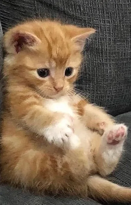 Adorable Kitty in a Relaxed Pose