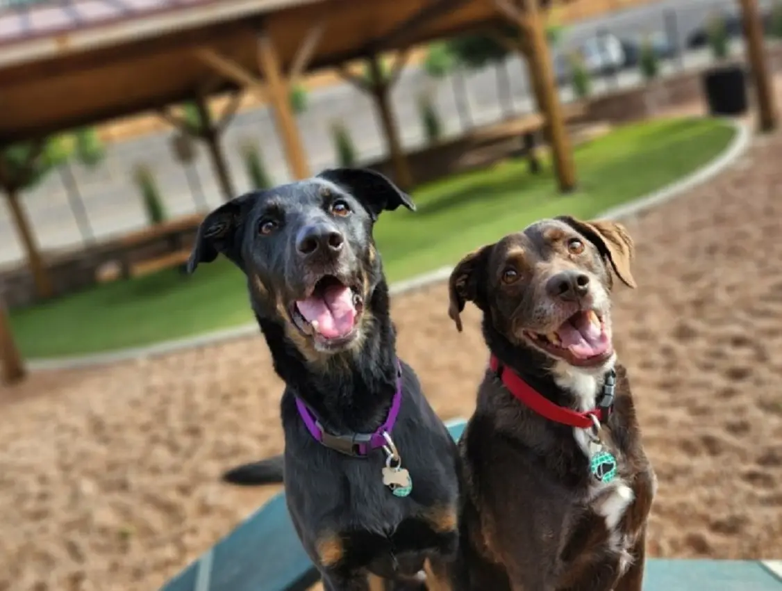 Two happy, panting dogs with expressive eyes sit side-by-side on a bench in a dog park, one wearing a purple collar and the…