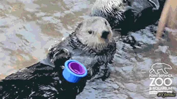 A sequence of six images shows a sea otter in water interacting with colorful plastic cups. A human hand places a red cup on…