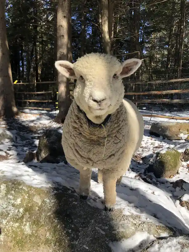 A close-up photo of a fluffy white sheep standing in a snowy, wooded area with rocks and a fence in the background. The…