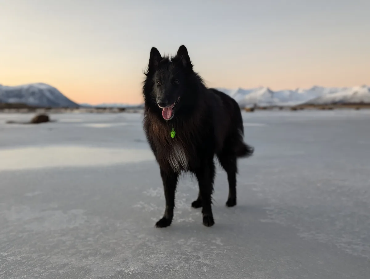 A black, fluffy dog with its tongue out stands on a frozen, snow-covered landscape with snow-capped mountains in the…