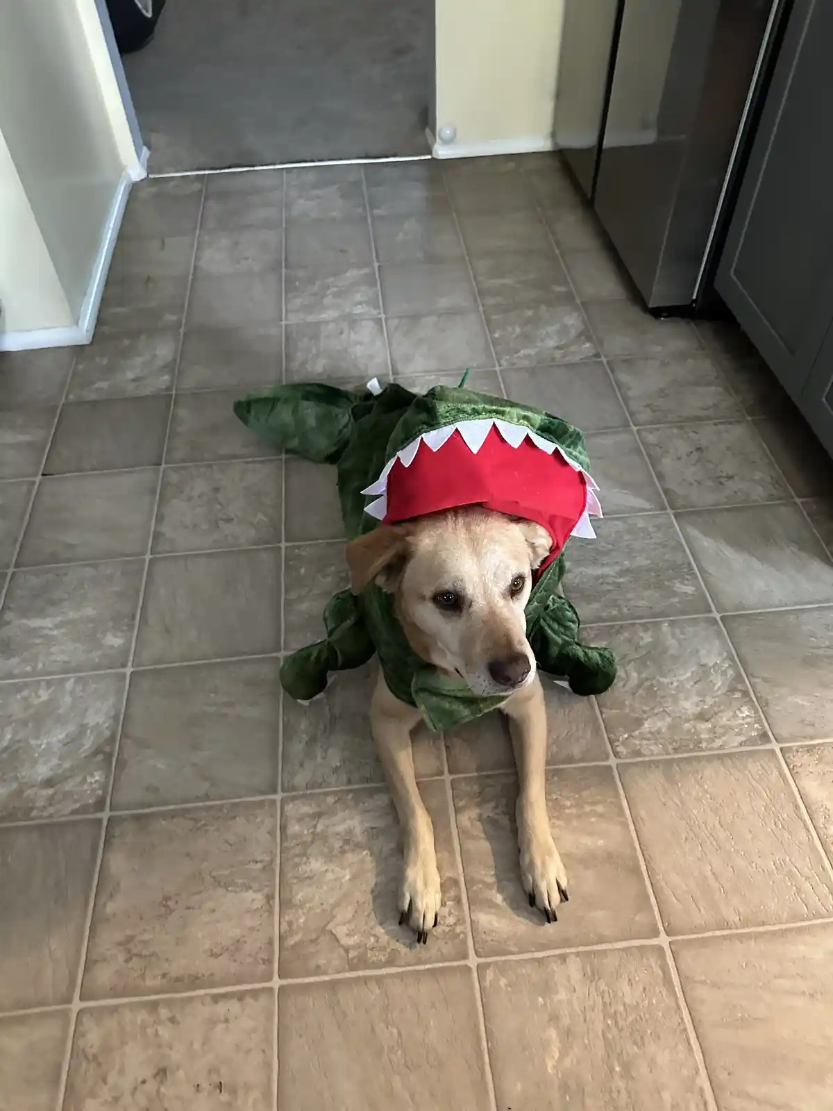 A light brown dog lies on a tiled floor wearing a green plush costume with a large red mouth and white teeth, looking…