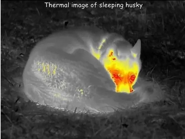 A thermal imaging photo shows a husky dog curled up sleeping on grass, with its body glowing in white and gray tones while…