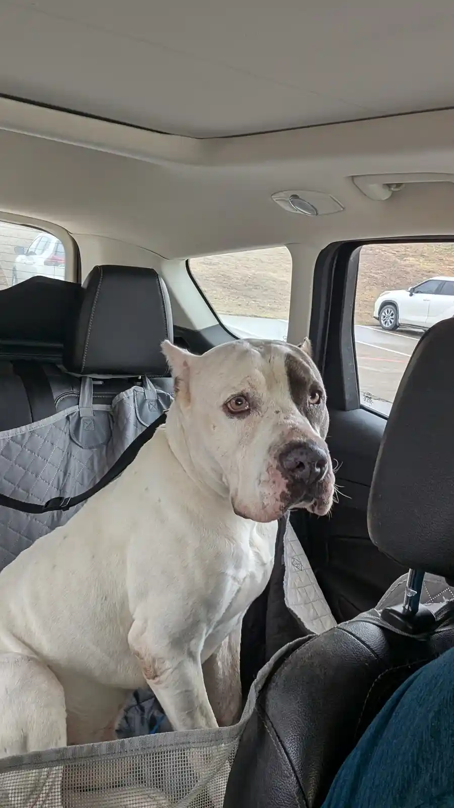 A large, muscular white dog with a dark patch over one eye sits upright in the backseat of a car, looking directly at the…