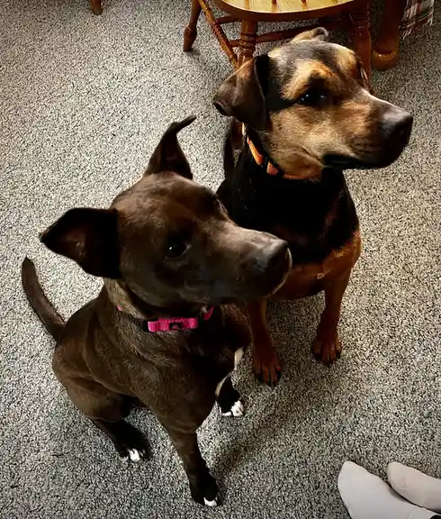 Pico and Waffles are now officially part of our family!