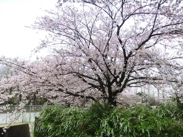 A large cherry blossom tree in full bloom with pink flowers against a pale sky, surrounded by green bushes and a fence in…