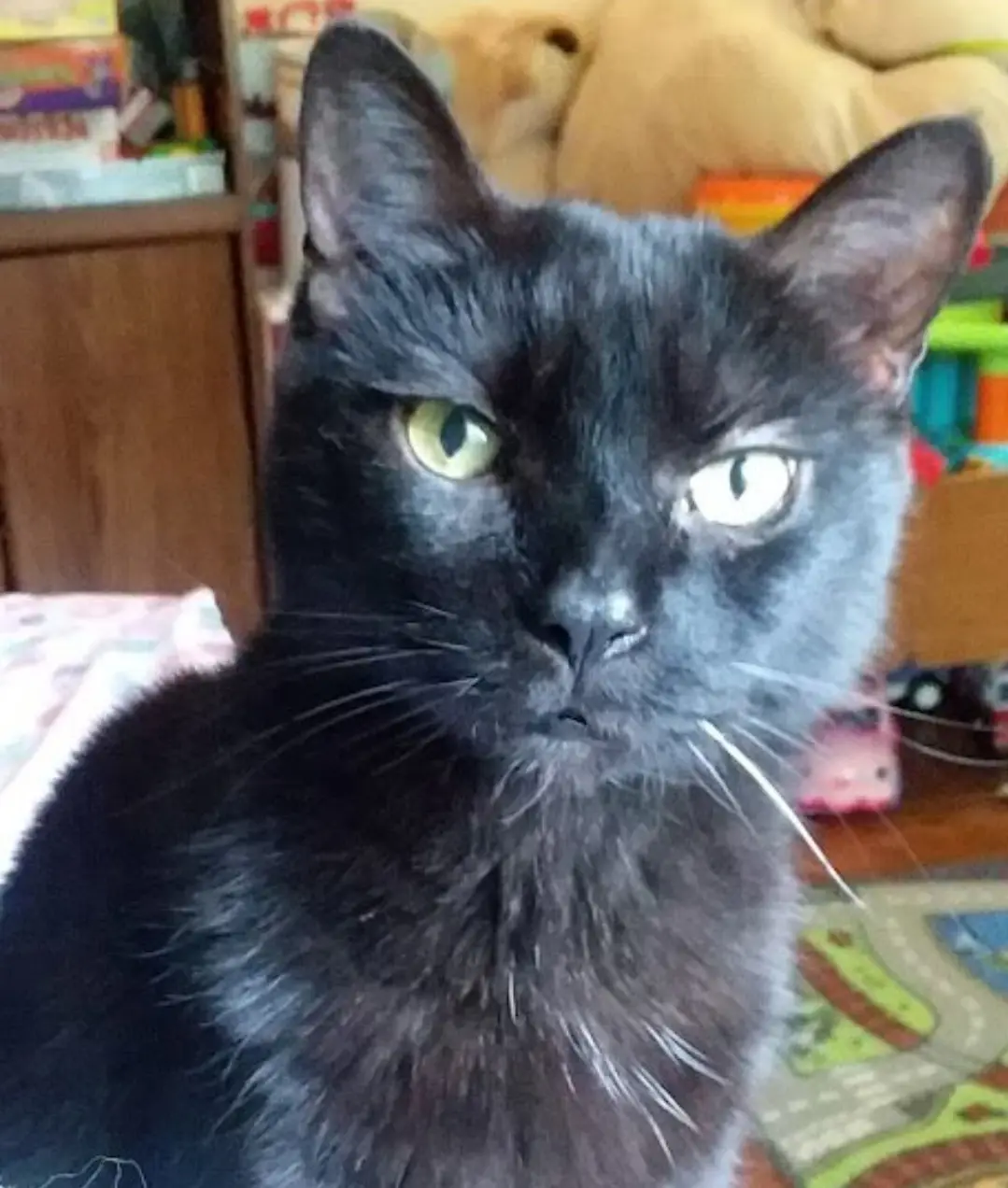 a close-up photo of a black cat with green eyes staring directly at the camera with a displeased, unimpressed expression…