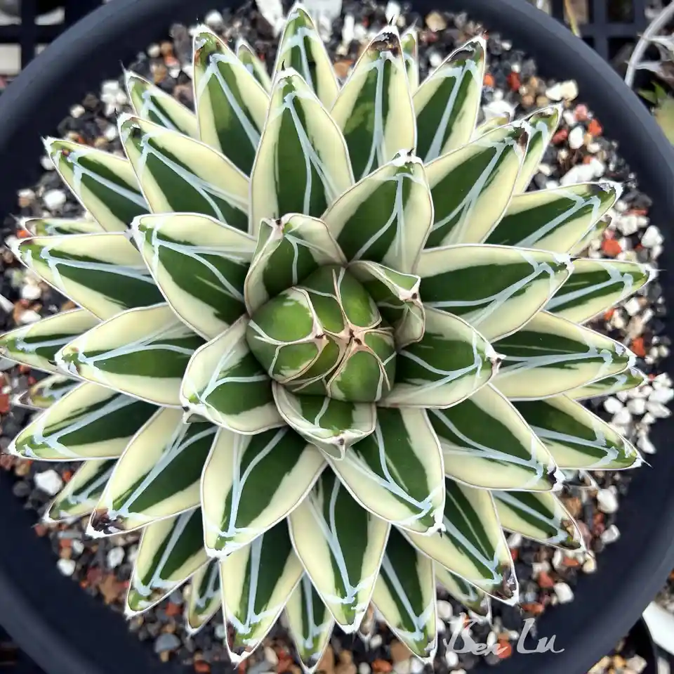 Meet the Stunning Agave victoria-reginae 'White Rhino'