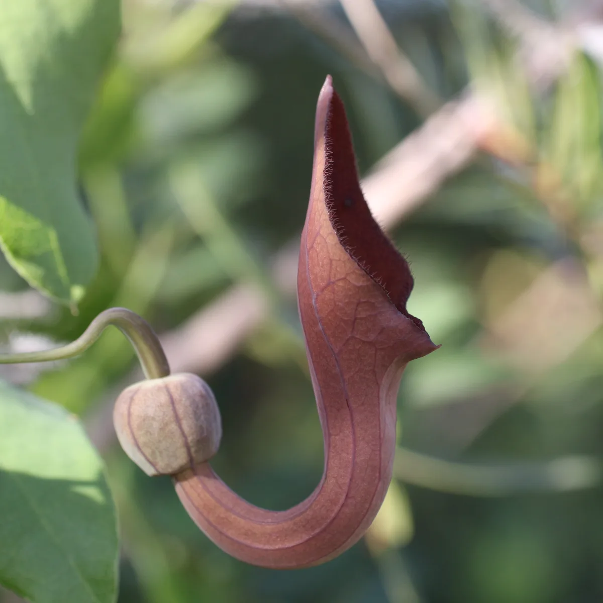 A close-up photo shows a brown, curved, trumpet-shaped flower with a fuzzy rim, attached to a stem with a bulbous base, set…