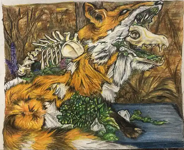 A hand-drawn illustration depicts a fox with orange and white fur, sitting by a body of water, holding a small animal skull…