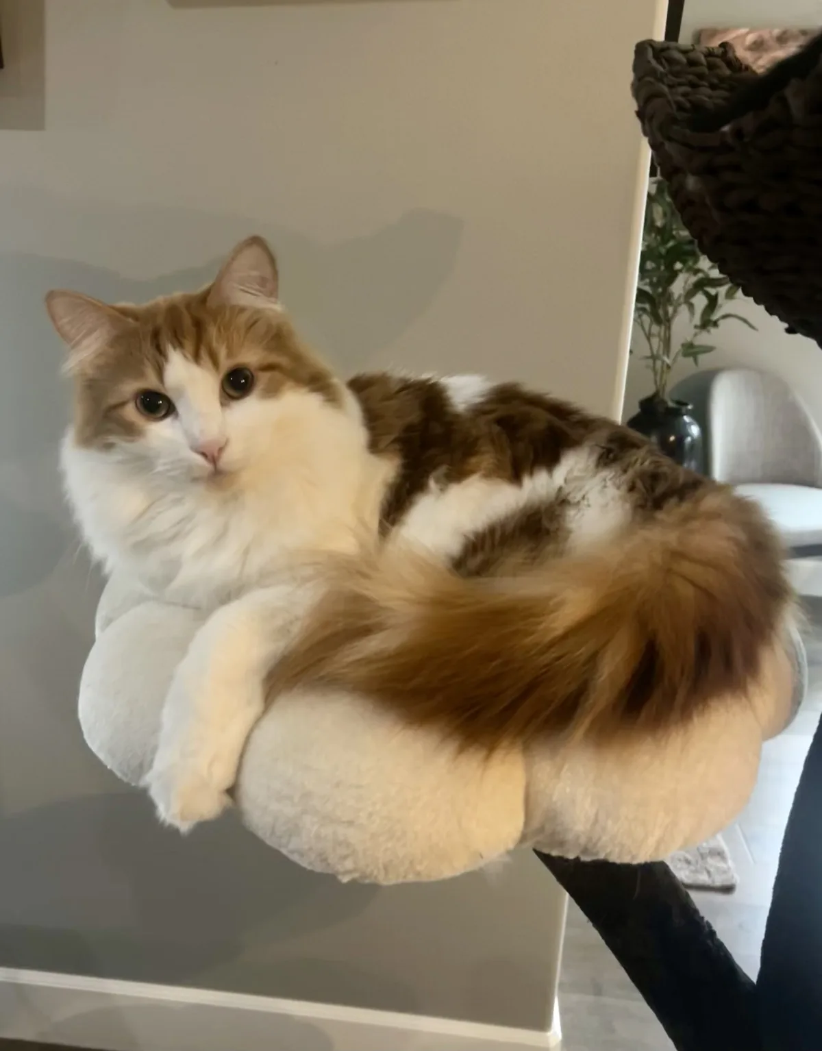 A fluffy, long-haired cat with white, brown, and orange fur is lounging on a white, cloud-shaped cat bed that is suspended…
