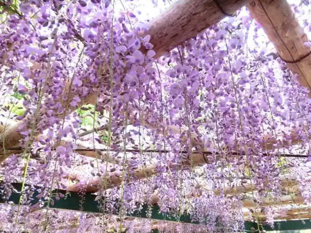 A photo of a lush, purple wisteria vine hanging densely from a wooden trellis, creating a canopy of flowers. The overlaid…