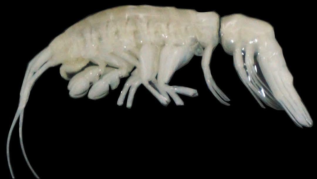 a pale, translucent, elongated crustacean with multiple legs and long antennae is shown against a black background. overlaid…