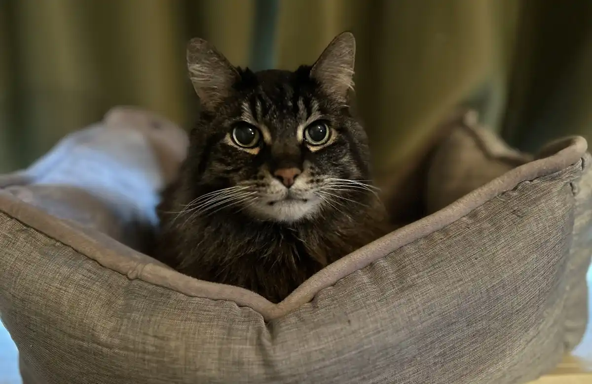 A close-up photo of a tabby cat with wide, alert eyes looking directly at the camera from inside a gray fabric pet bed. The…
