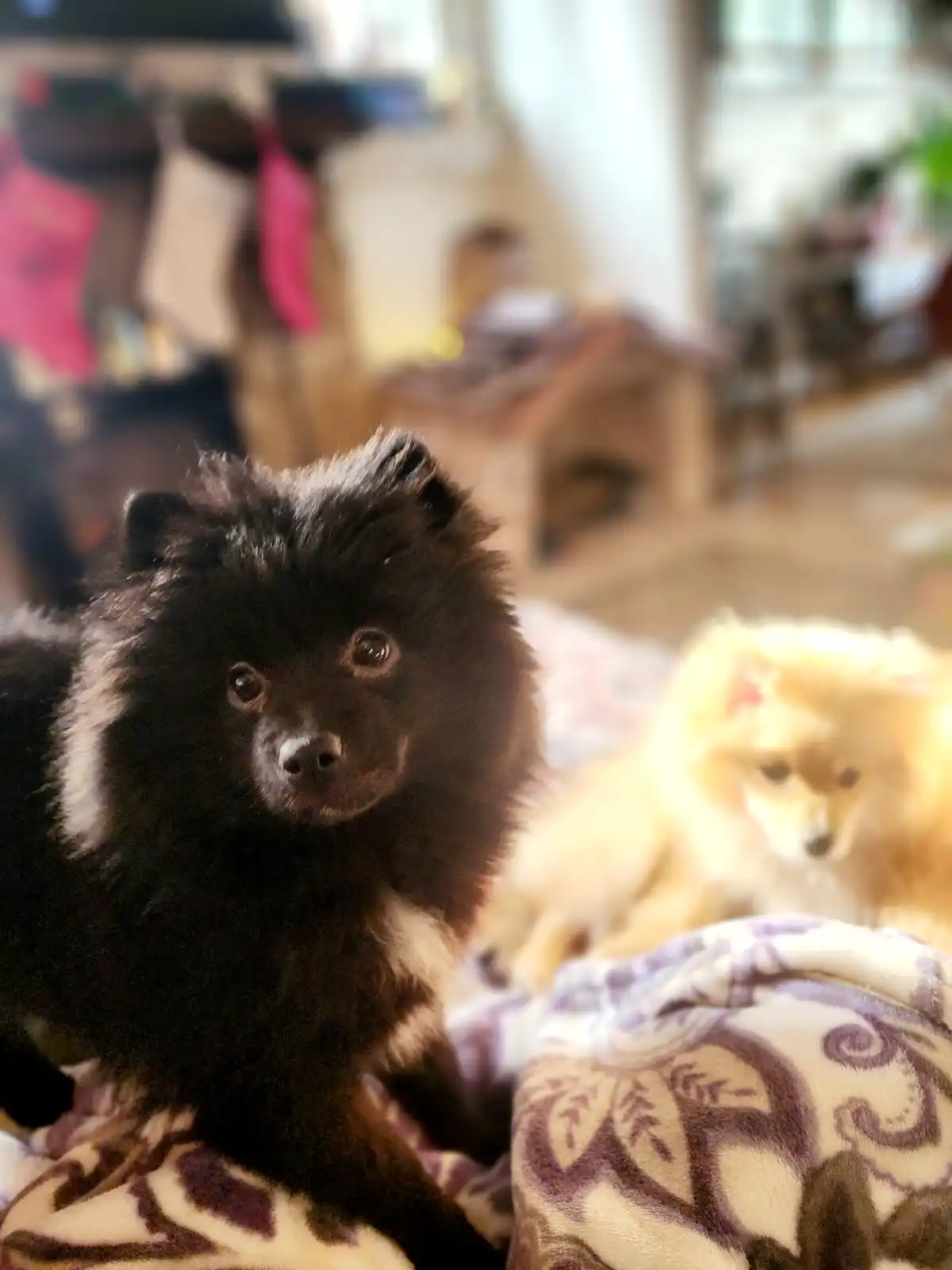 A black fluffy dog with a serious expression sits in focus on a patterned blanket, while a blurry tan dog lies behind it…