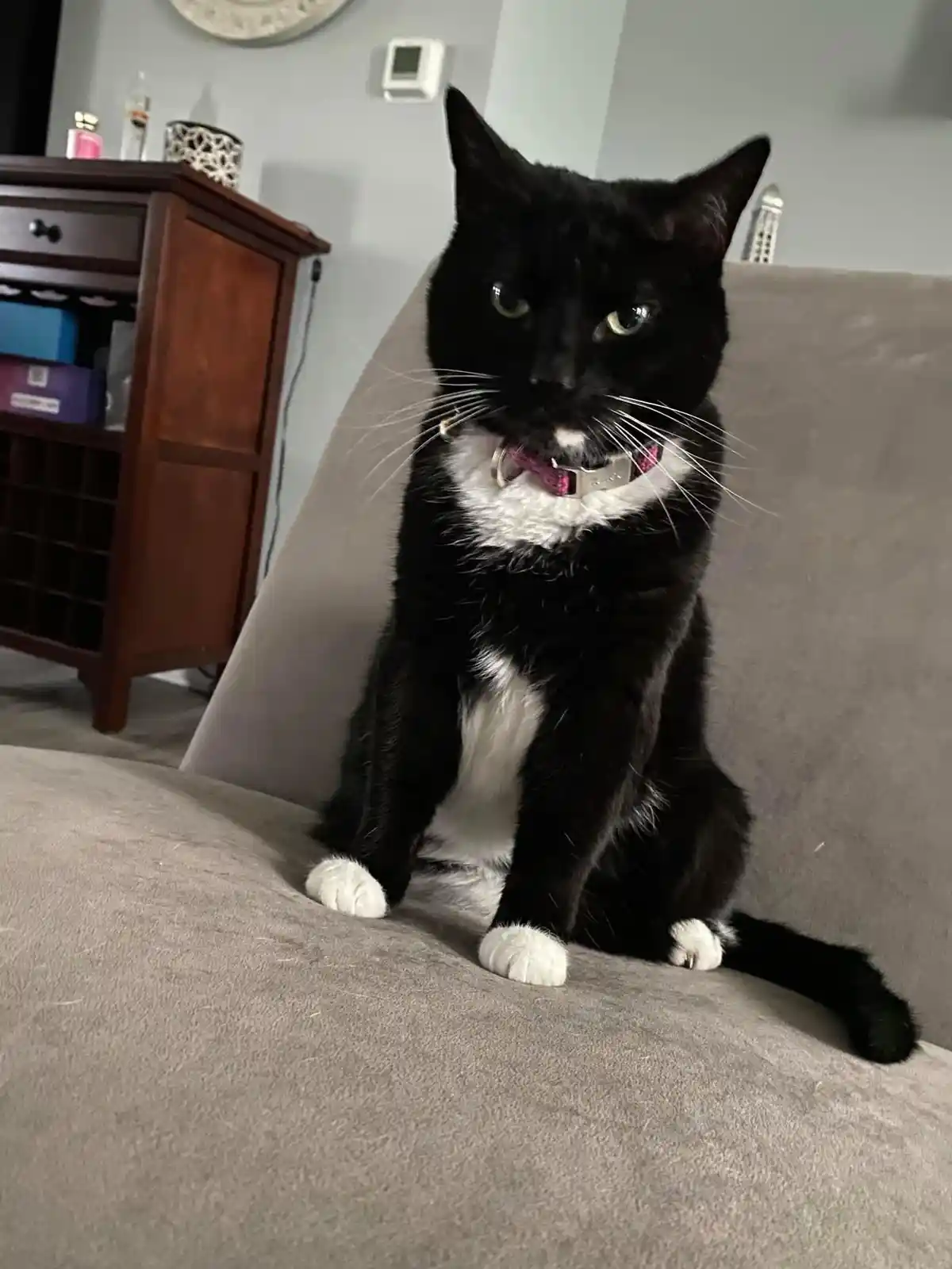 A black and white cat with a pink collar sits upright on a gray couch, looking directly at the camera with a serious…