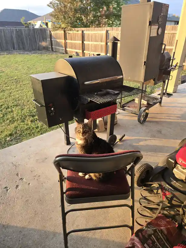 A tabby cat with green eyes sits regally on a red folding chair in a backyard, positioned in front of a large Traeger grill…