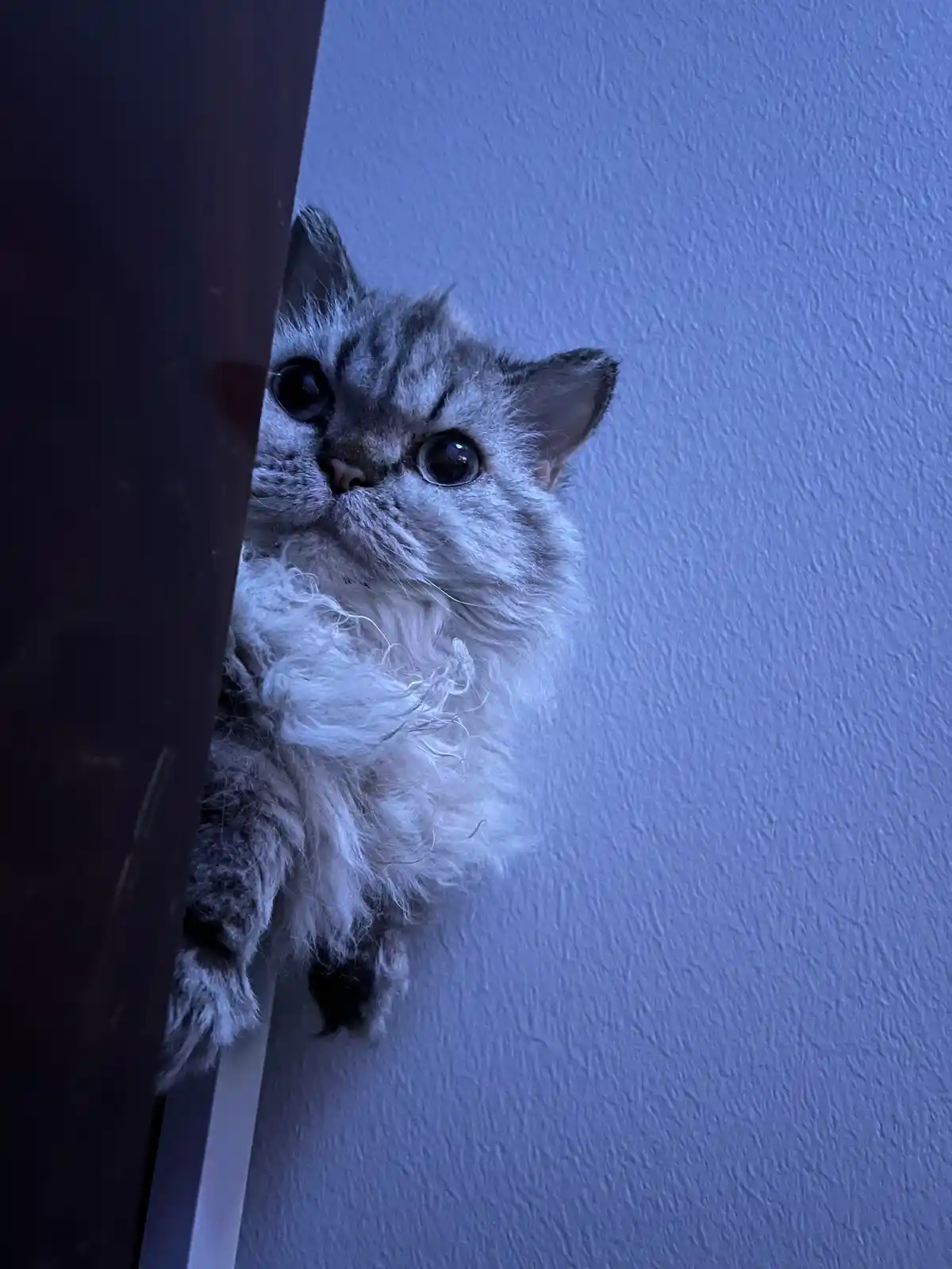 A fluffy silver tabby cat peeks out from behind a dark door frame, its wide eyes staring intently forward against a textured…