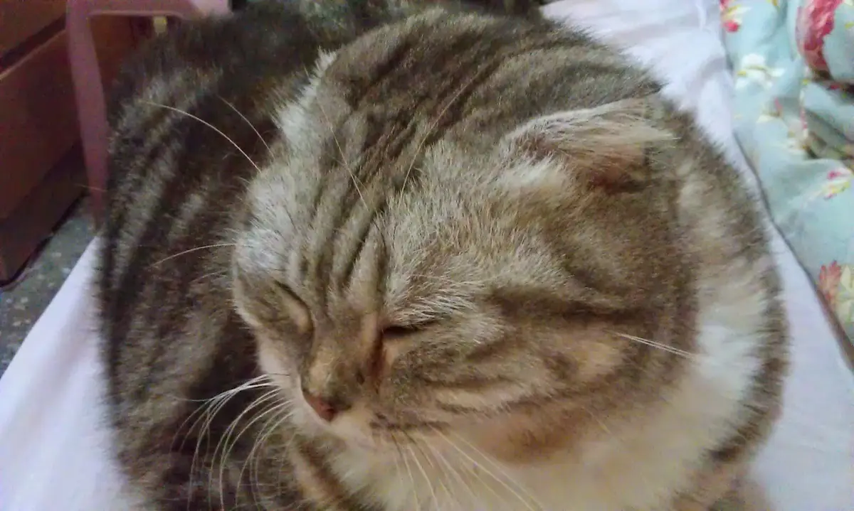 a fluffy tabby cat is curled up in a tight ball on a white surface, eyes closed and appearing deeply asleep or resting. The…