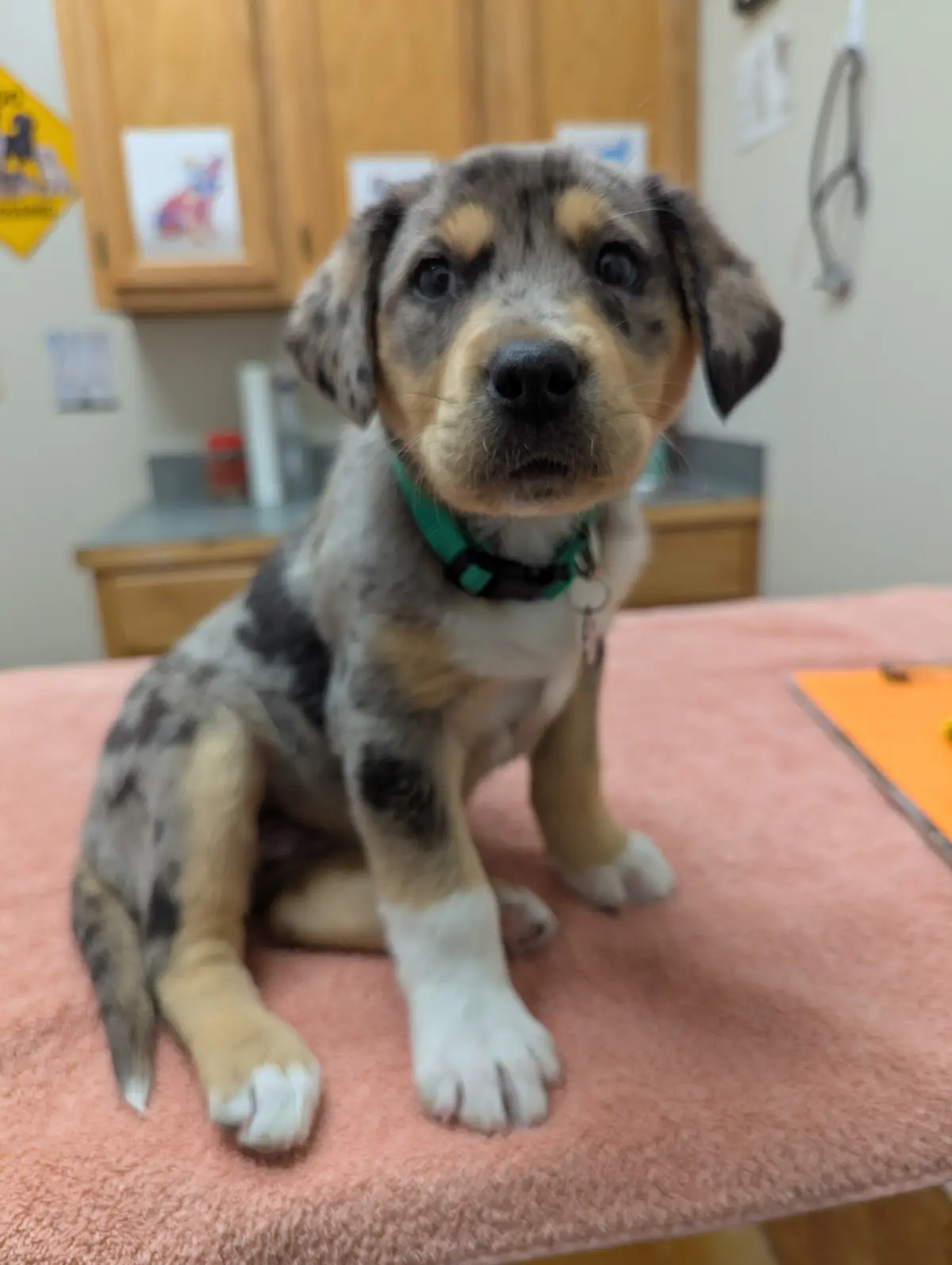 A small, fluffy puppy with a mottled gray, tan, and white coat sits on a pink towel on an examination table, looking…