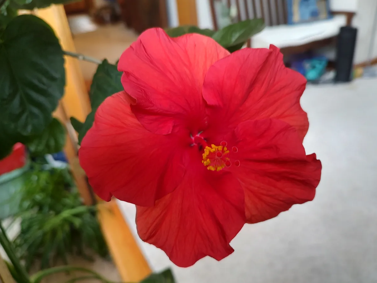 A close-up photo shows a vibrant red hibiscus flower with yellow stamens, surrounded by green leaves, set against a blurred…
