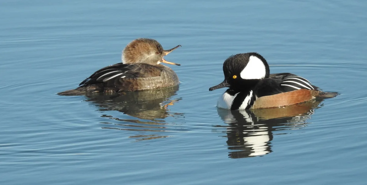 Two ducks float on calm blue water; the male has a black-and-white crest and orange breast, while the female has brown…
