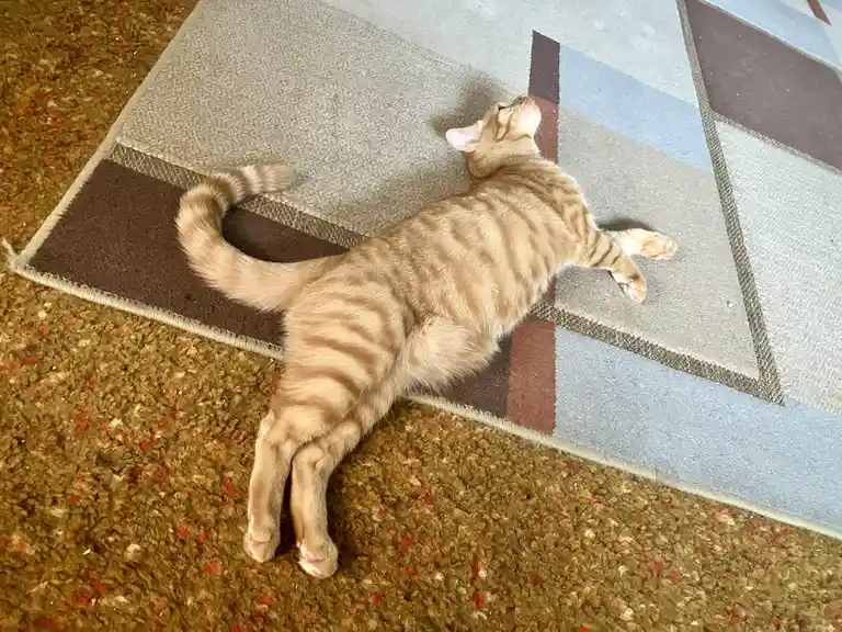 An orange tabby cat lies sprawled on its back on a patterned rug, legs splayed and eyes closed, appearing deeply relaxed…